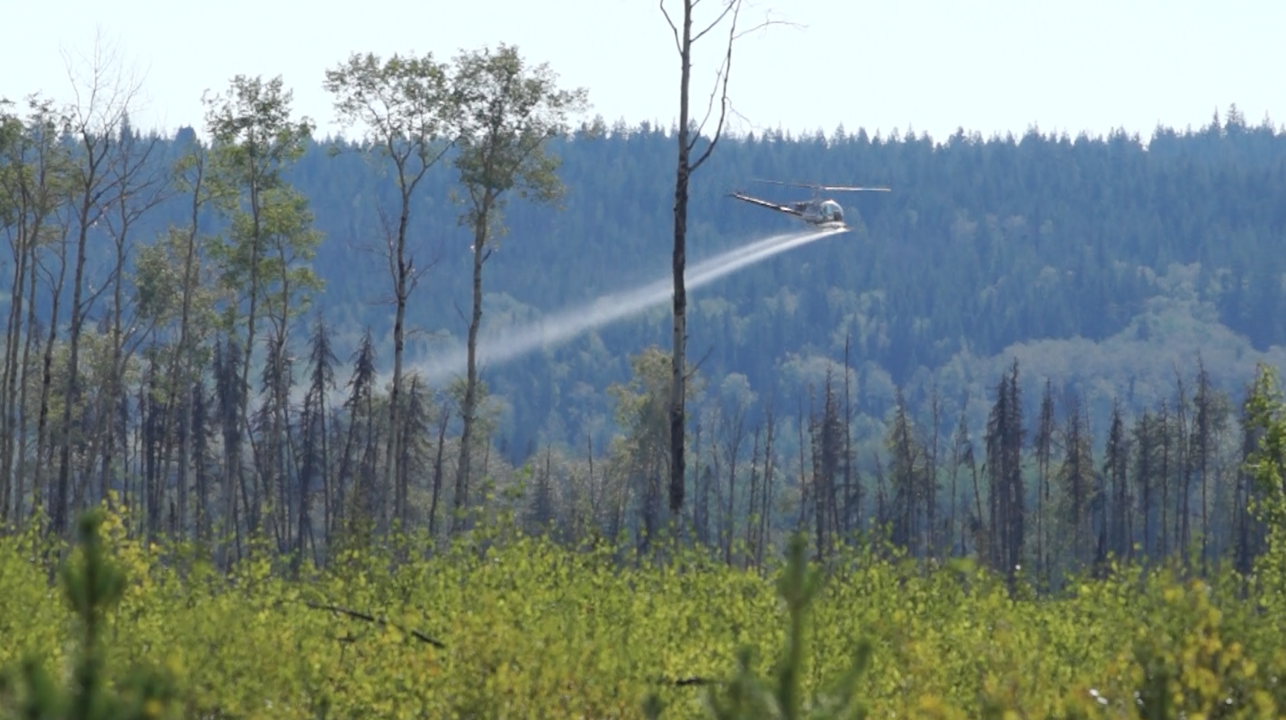 forestry herbicide helicopter spraying aspen